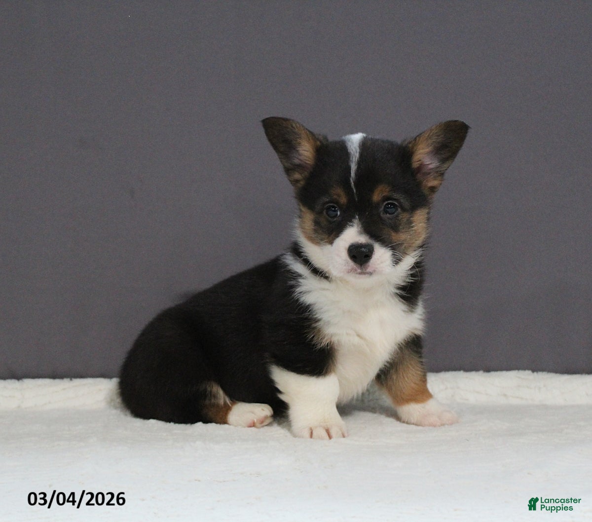 Welsh Corgi Pembroke dogs Rover - Ad 2