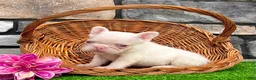 French Bulldog dogs for sale: Ariel Pink - Ad 4