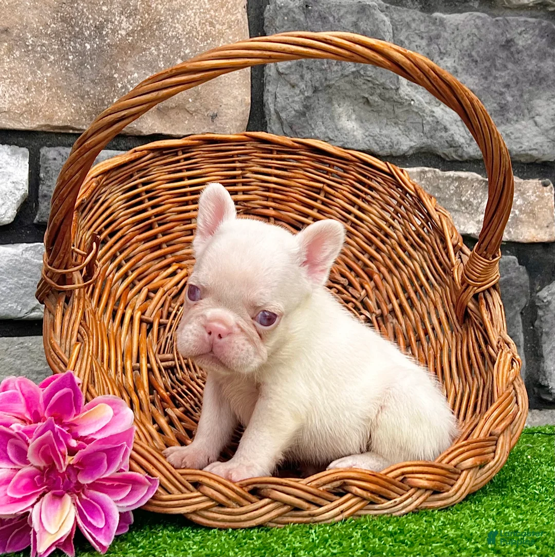 French Bulldog dogs for sale: Ariel Pink - Ad 4