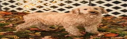 Mini Goldendoodle dogs for sale: Sheila - Ad 2