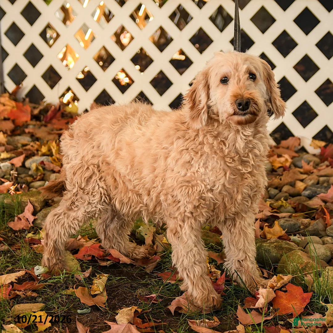 Mini Goldendoodle dogs for sale: Sheila - Ad 2