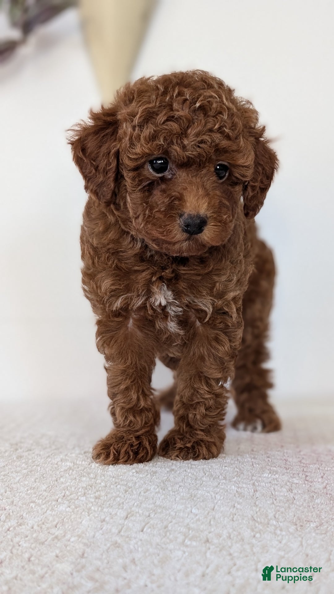 Toy Poodle dogs for sale: Chloe - Ad 8