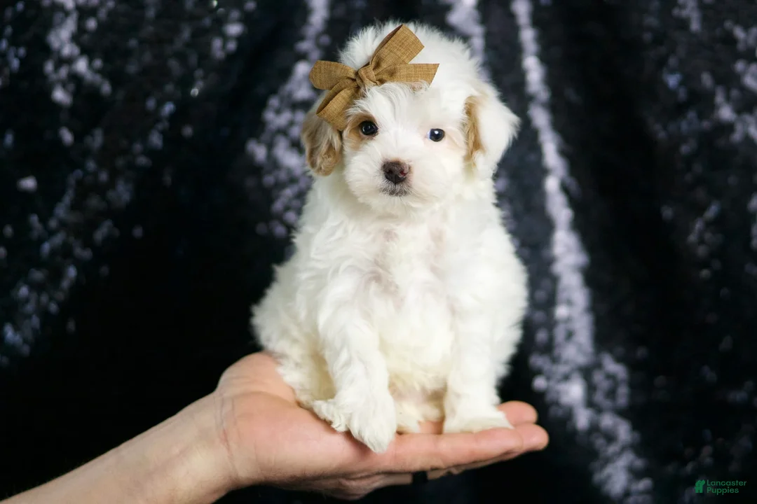 Maltipoo dogs for sale: Teeny Houdini - Ad 2