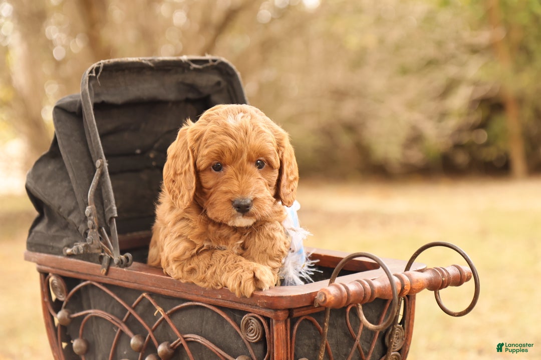 Mini Goldendoodle dogs for sale: Oakley - Ad 4