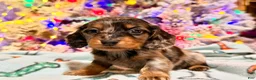 Dachshund dogs for sale: Chocolate mini long coat - Ad 43