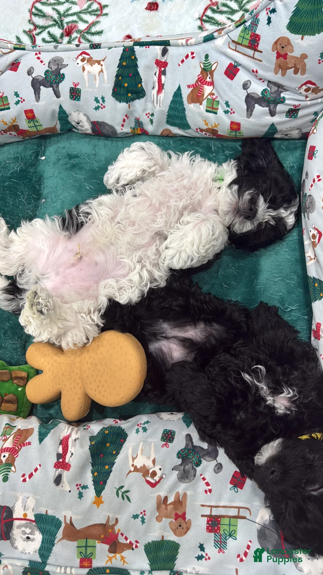 Mixed Breed dogs for sale: Noir  - Ad 6