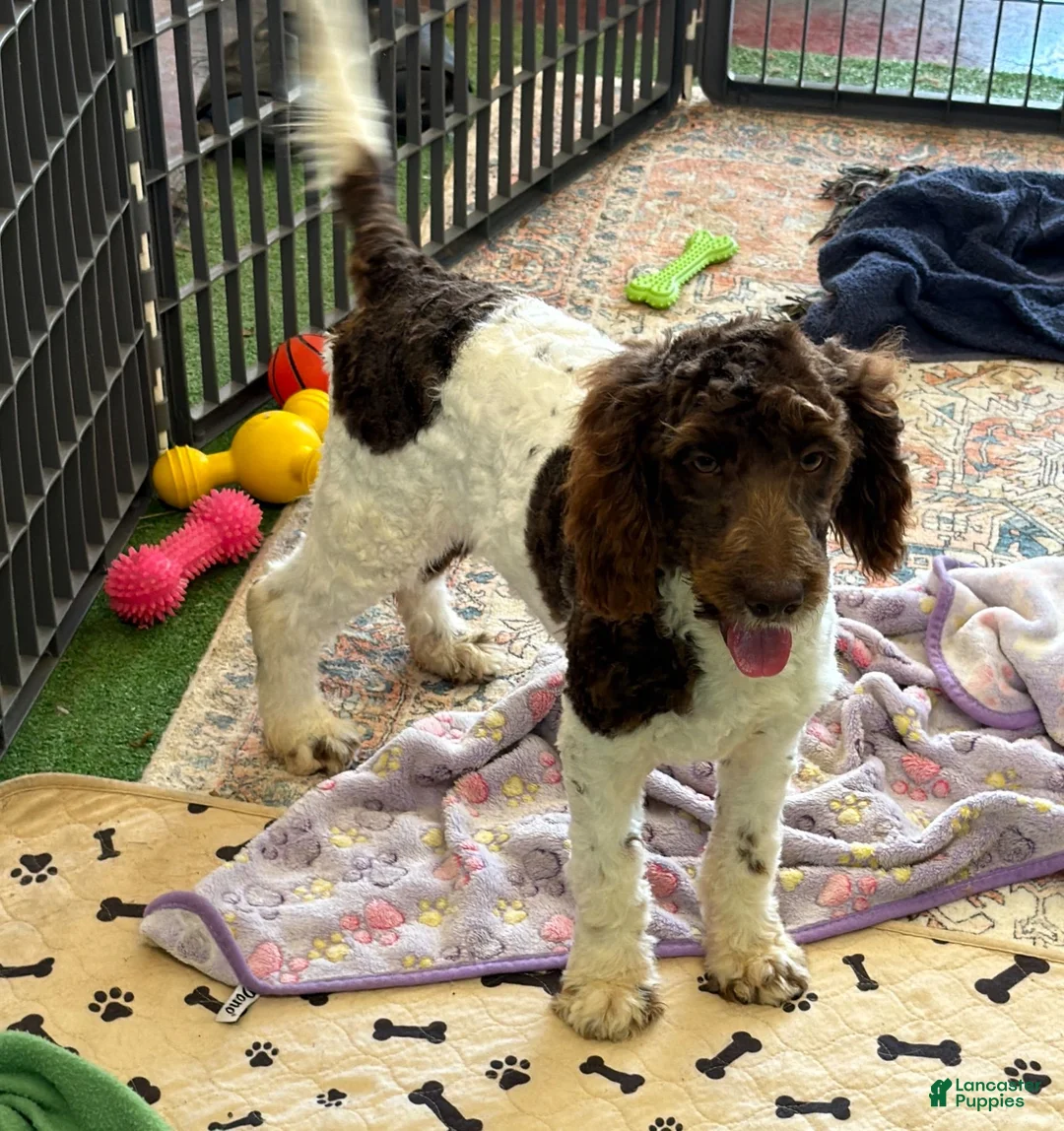 Mini Goldendoodle dogs for sale: Maxx - Ad 1