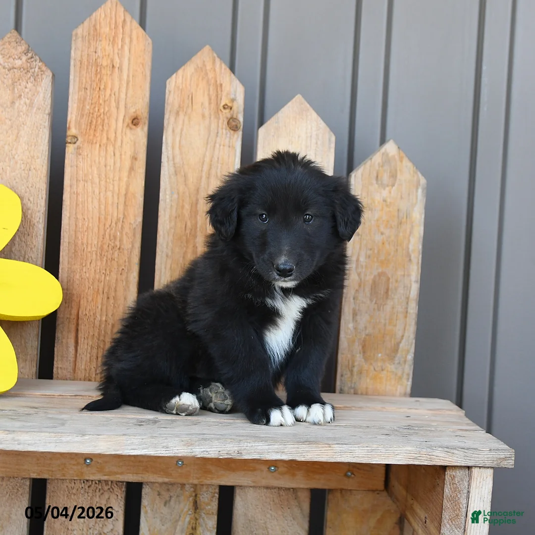 Mixed Breed dogs for sale: Gia - Ad 2