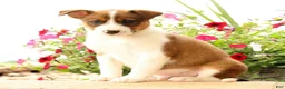 Miniature Australian Shepherd dogs for sale: Boss - Ad 3