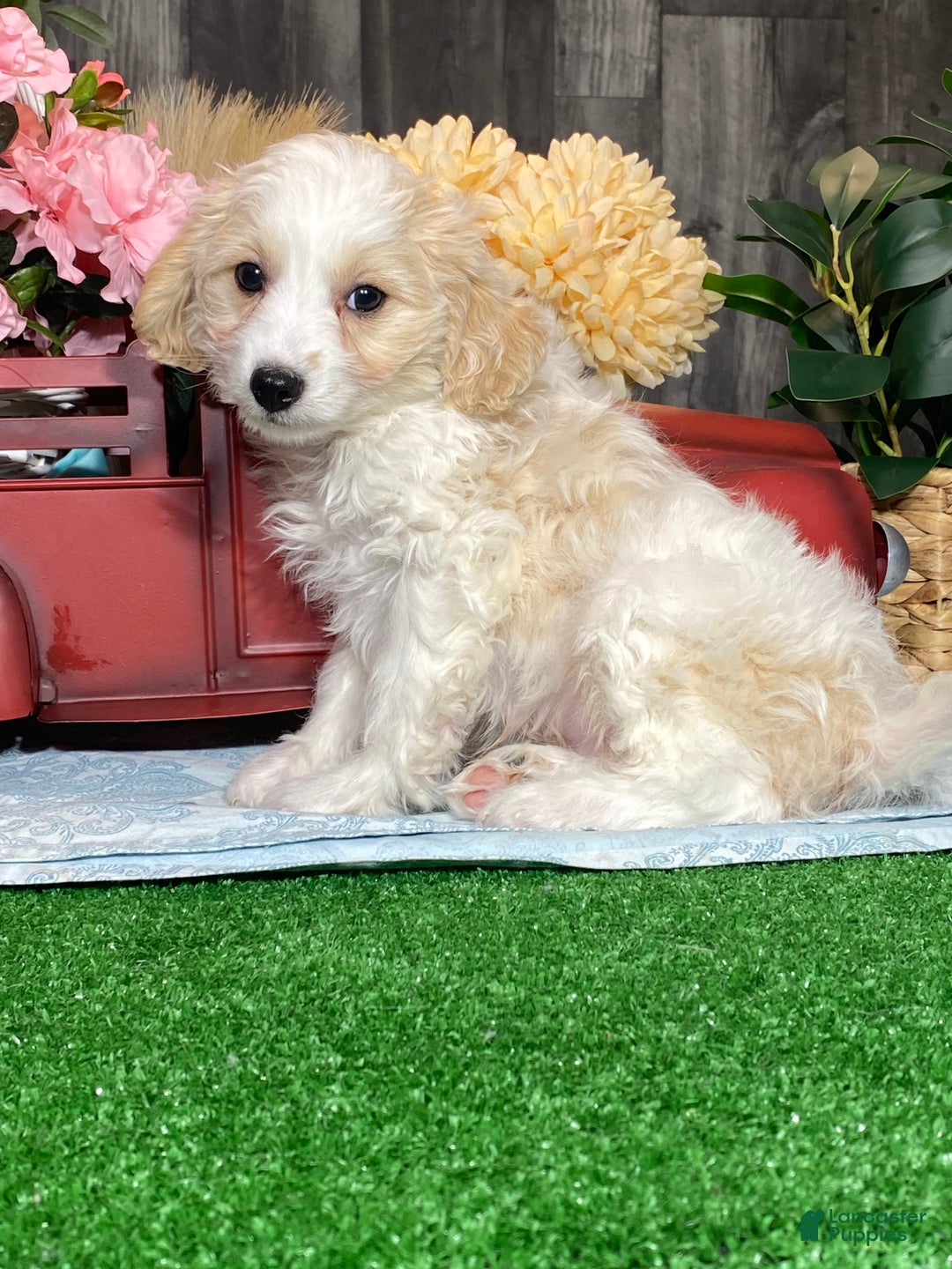 Cavapoochon dogs for sale:  Victor - Ad 4