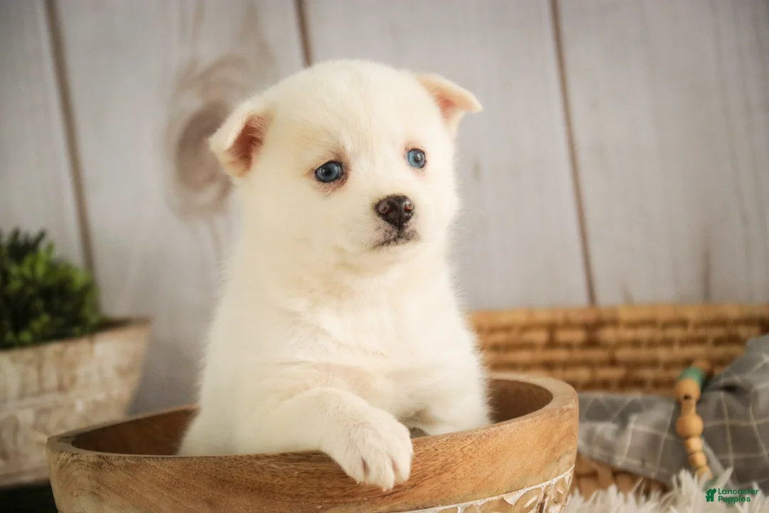 Pomsky dogs for sale: Saxon - Ad 5