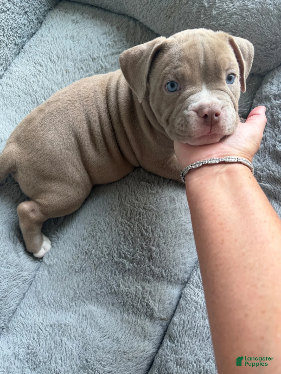 American Bully dogs for sale: American Bully 1 - Ad 18
