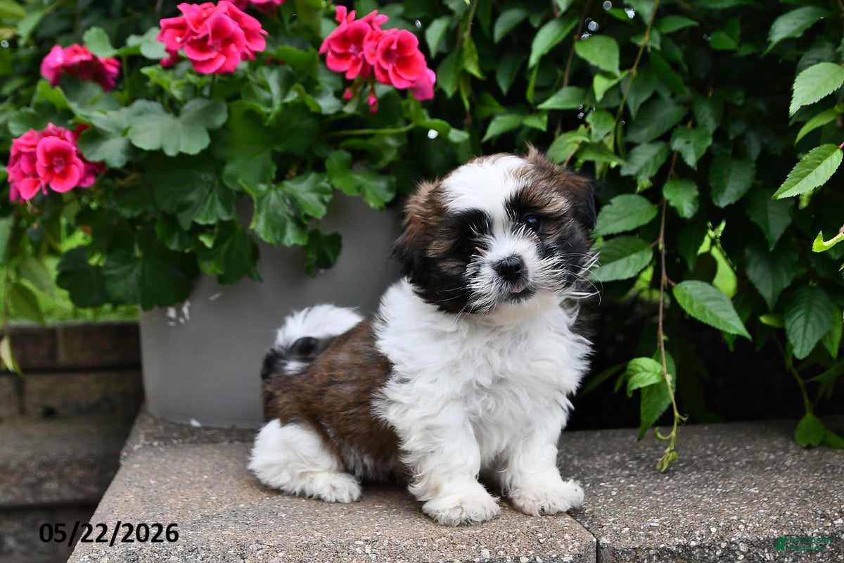 Shih Tzu dogs Buddy - Ad 1