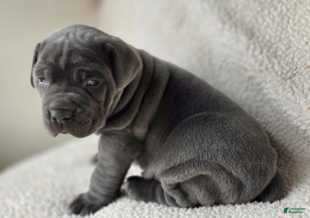 Cane Corso dogs for sale: Cane Corso Puppy 1 - Ad 3