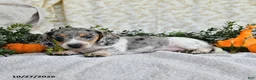 Miniature Dachshund dogs for sale: Jethro - Ad 4