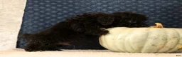 Havapoo dogs for sale: Koby - Ad 3
