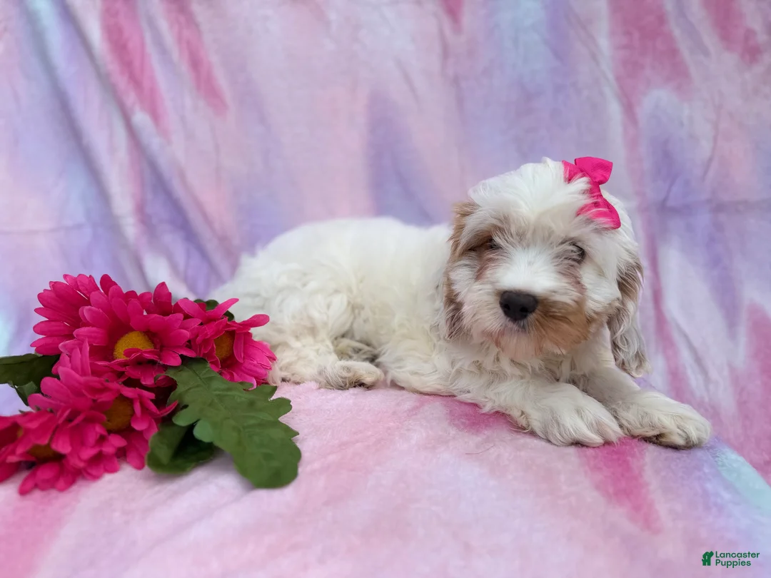 Cavapoo dogs for sale: Flower - Ad 7