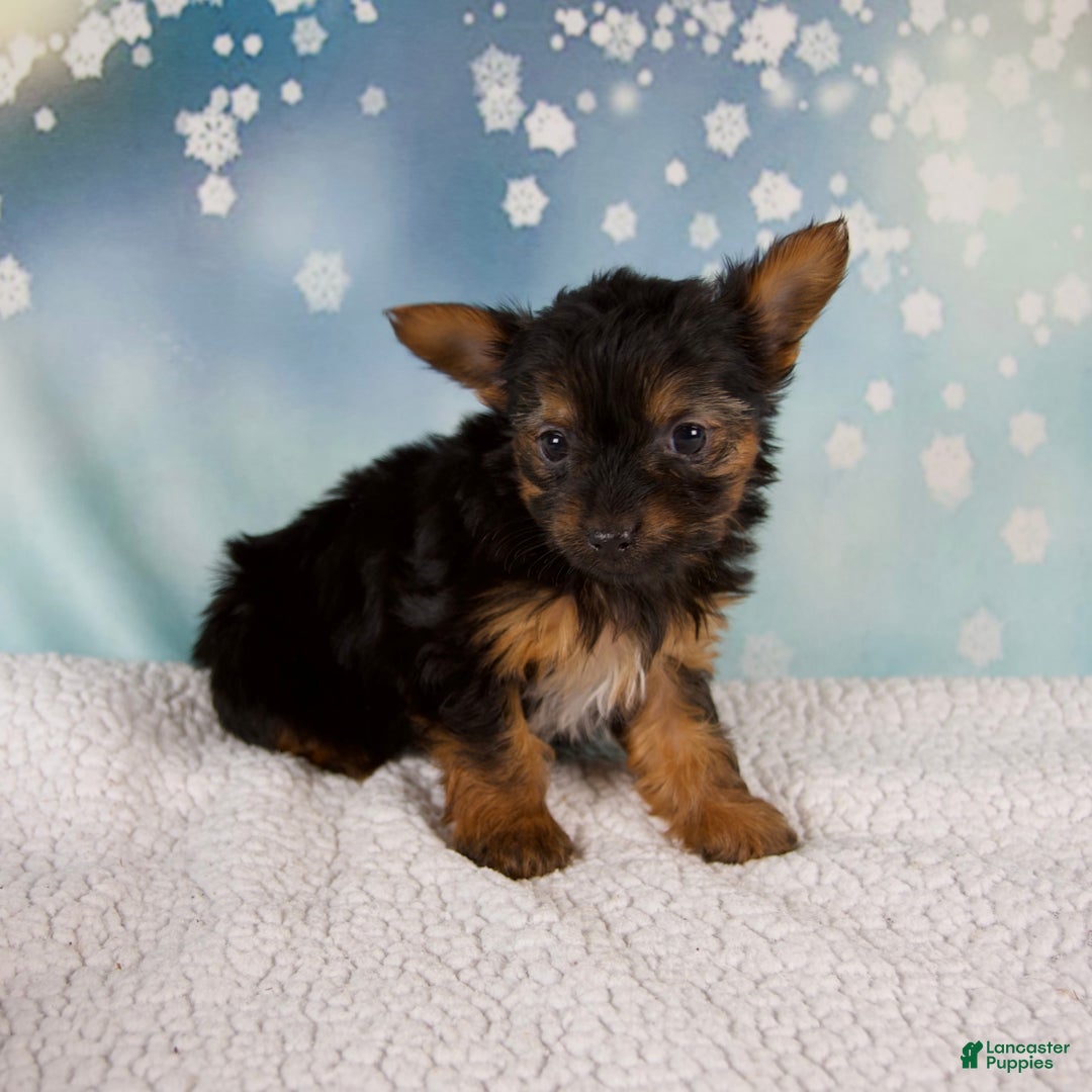 Yorkshire Terrier dogs for sale: Kylie - Ad 2