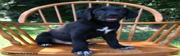 Mixed Breed dogs for sale: Bolt - Ad 5