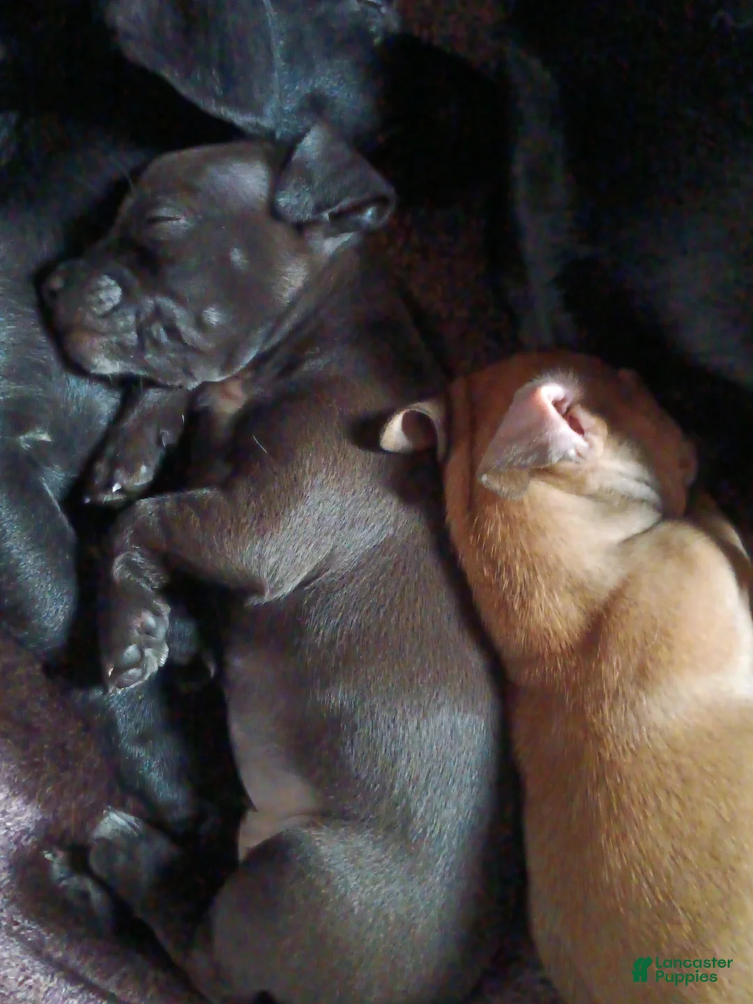 Chiweenie dogs for sale: Chiweenie Puppy 3 - Ad 12