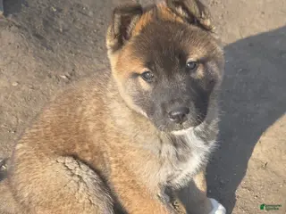 Akita dogs Akita Puppy 1 - Ad 2