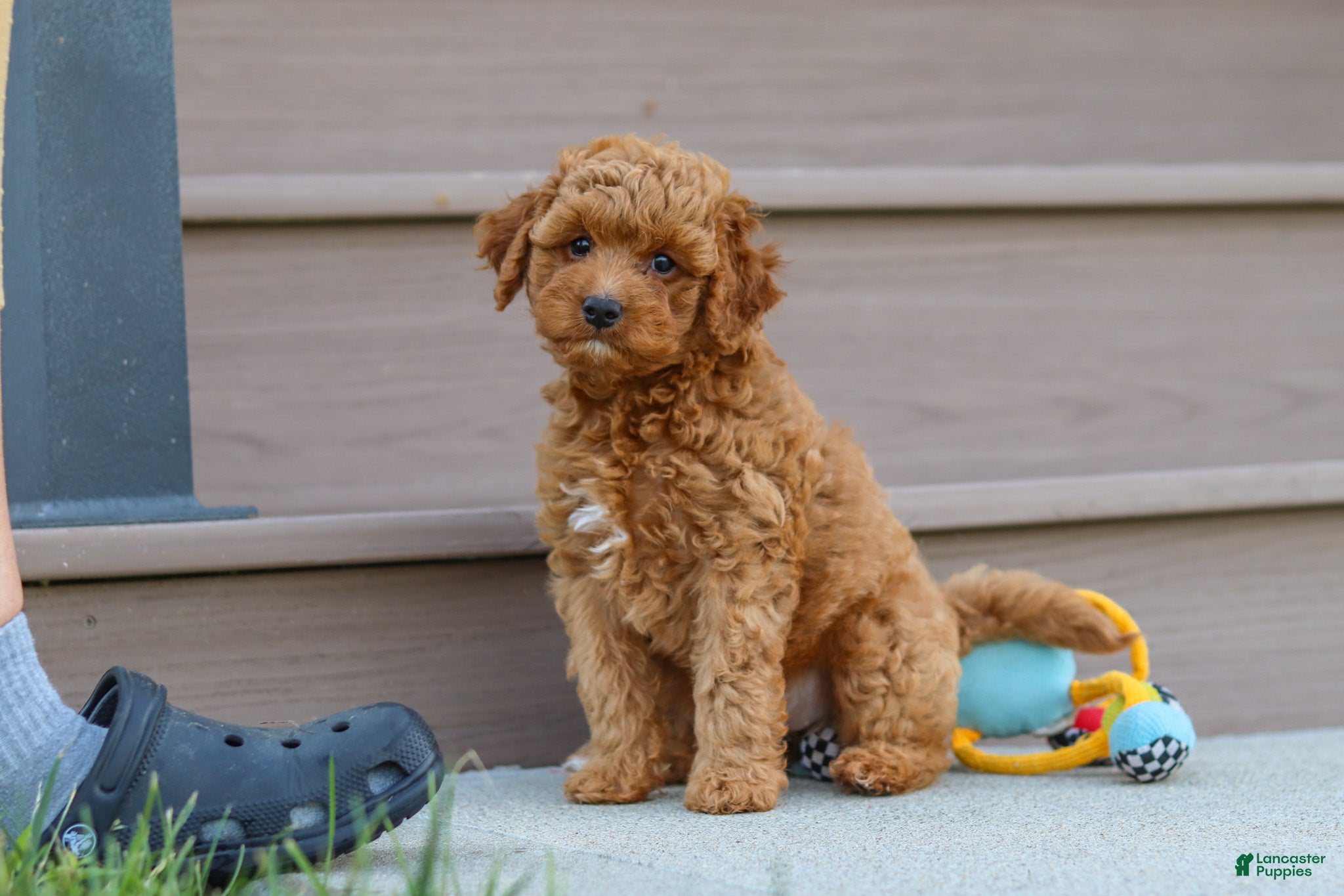 Cavapoo dogs Felecia - Ad 2