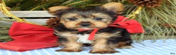 Yorkshire Terrier dogs for sale: Mason - Ad 10