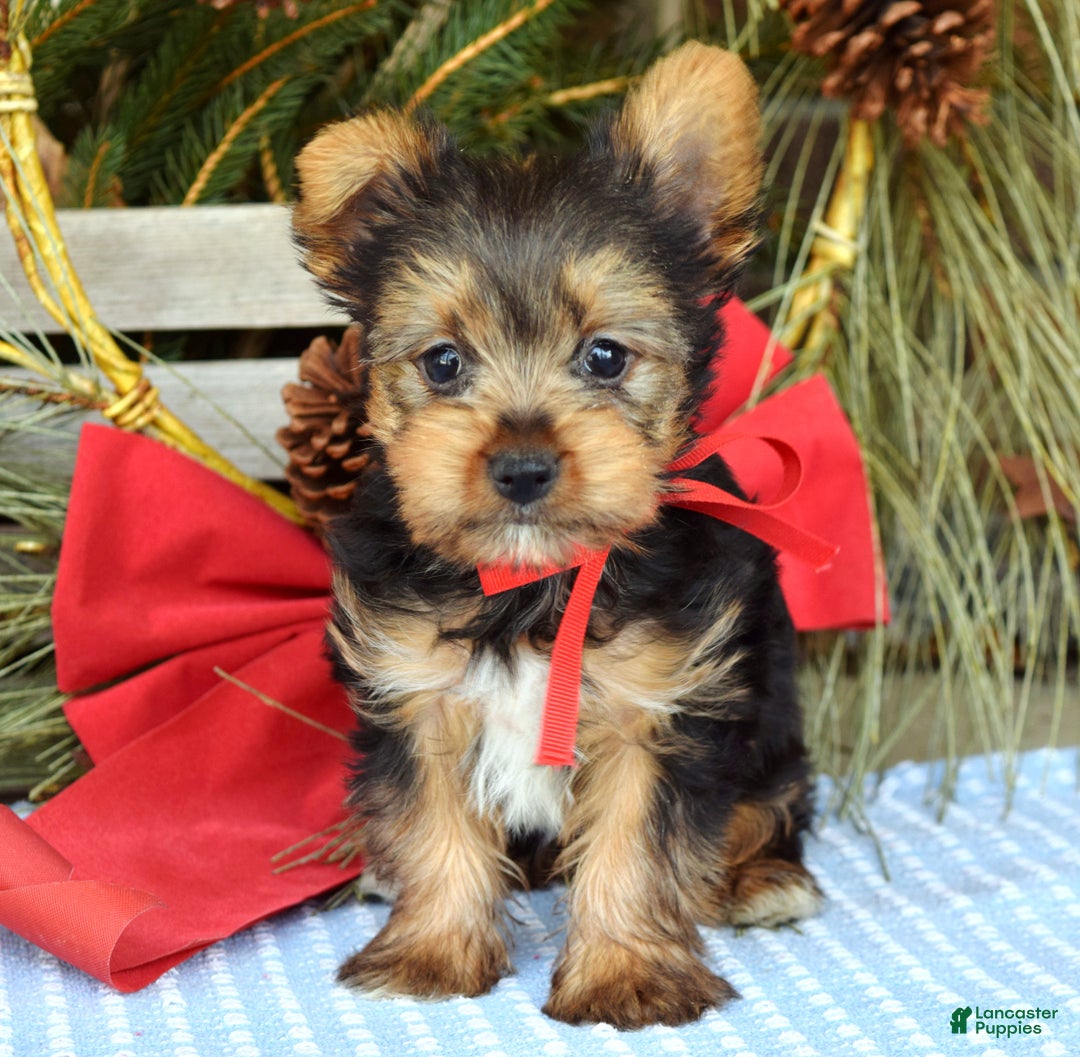 Yorkshire Terrier dogs for sale: Mason - Ad 10