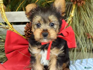 Yorkshire Terrier dogs Mason - Ad 24