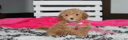 Bichpoo dogs for sale: Kalila  - Ad 1