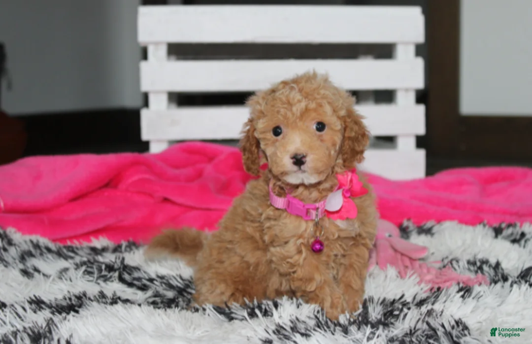 Bichpoo dogs for sale: Kalila  - Ad 1