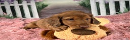 Miniature Dachshund dogs for sale: AKC-Brody - Ad 7