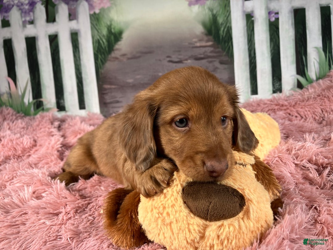 Miniature Dachshund dogs for sale: AKC-Brody - Ad 7