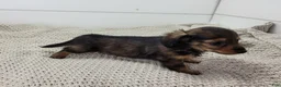 Miniature Dachshund dogs for sale: Miniature Dachshund 2 - Ad 3