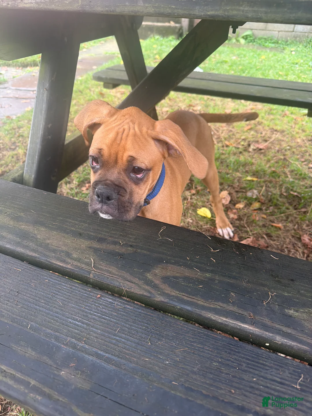 Boxer dogs for sale: Rocky - Ad 2