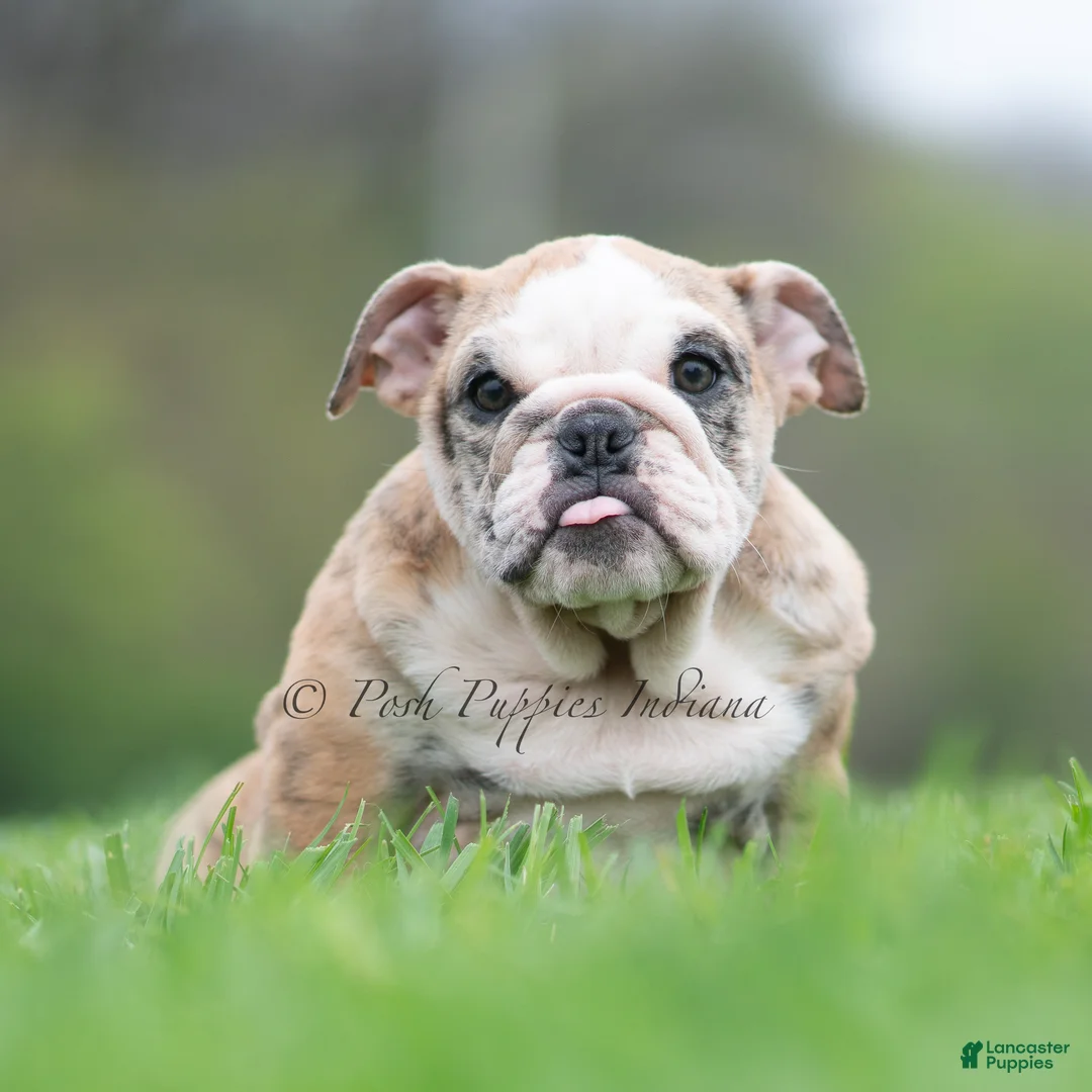 English Bulldog dogs for sale: Verushka - Ad 1