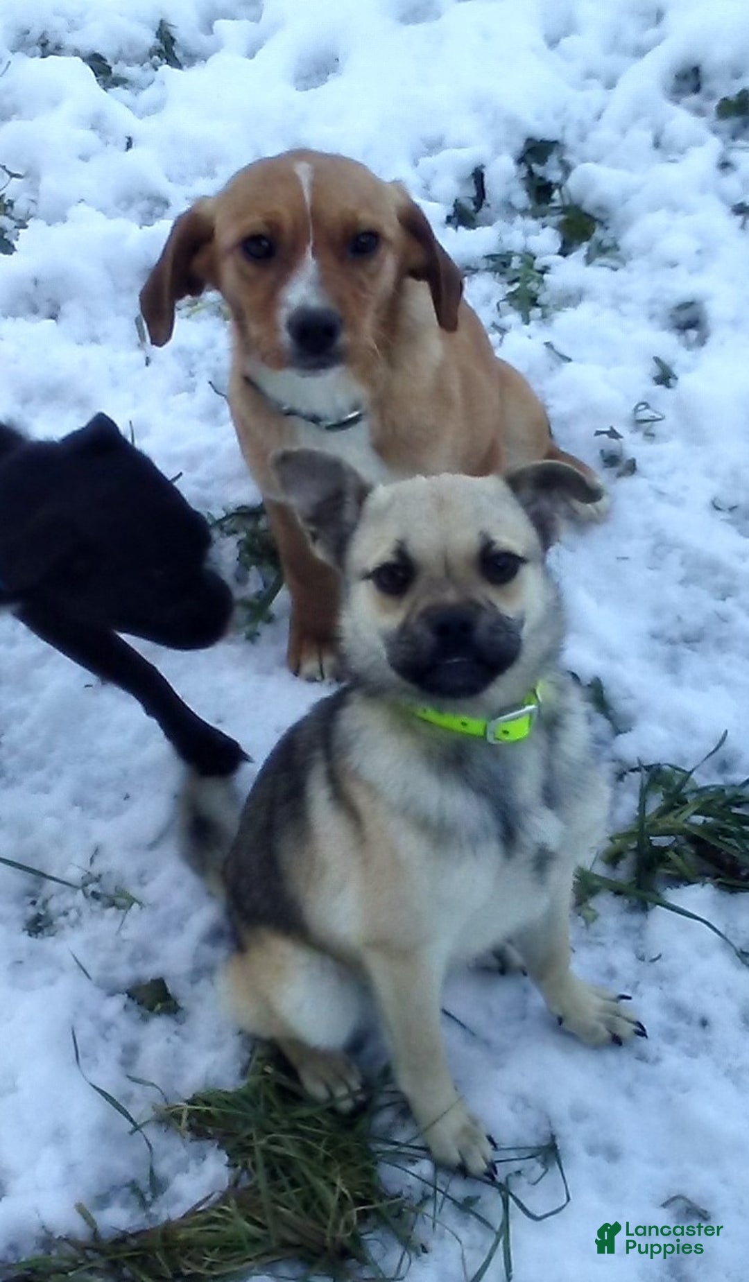 Mixed Breed dogs for sale: Bandit - Ad 14