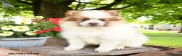 Pomeranian dogs for sale: Bandit - Ad 1