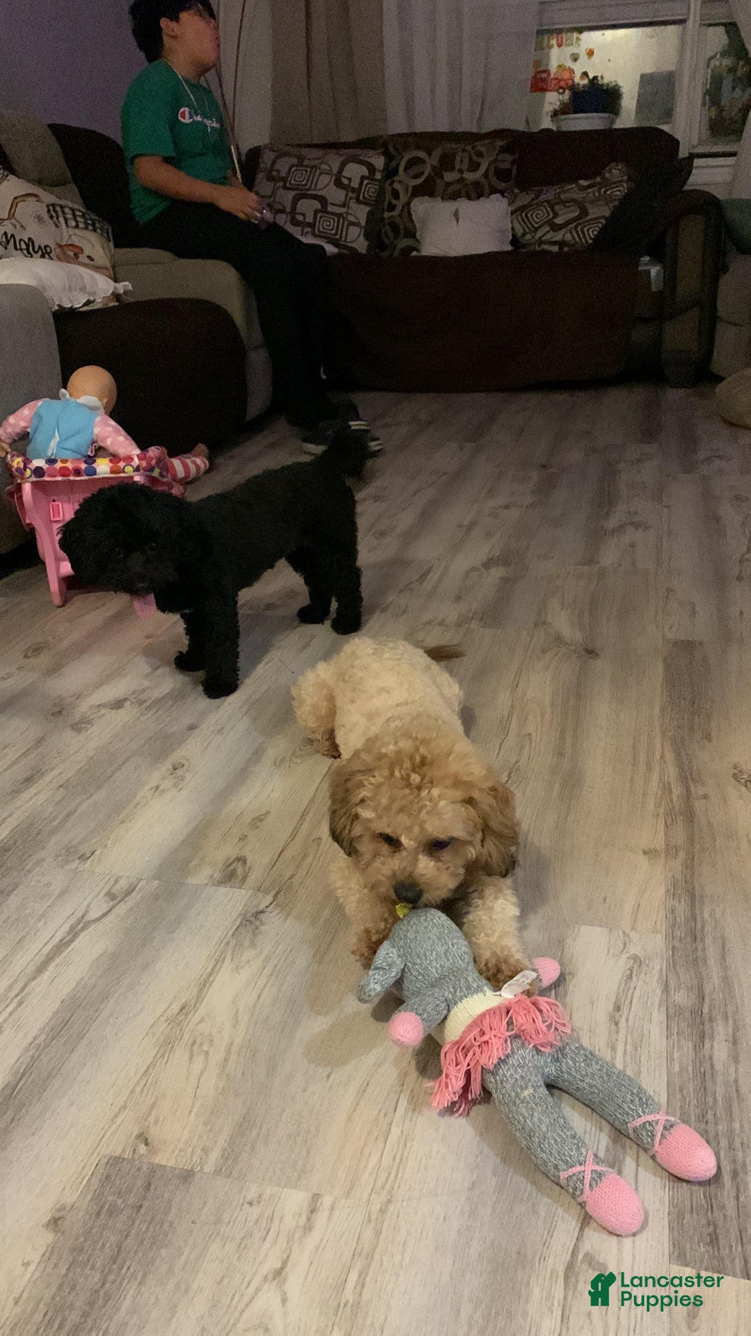 Mixed Breed dogs for sale: Mixed Breed Puppy 6 - Ad 5