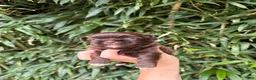 Shih Tzu dogs for sale: Shih Tzu 2 - Ad 1