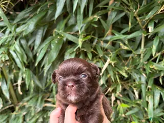 Shih Tzu dogs Shih Tzu 2 - Ad 24