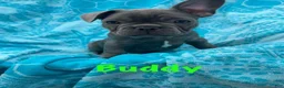French Bulldog dogs for sale: French Bulldog Male - Buddy - Ad 7