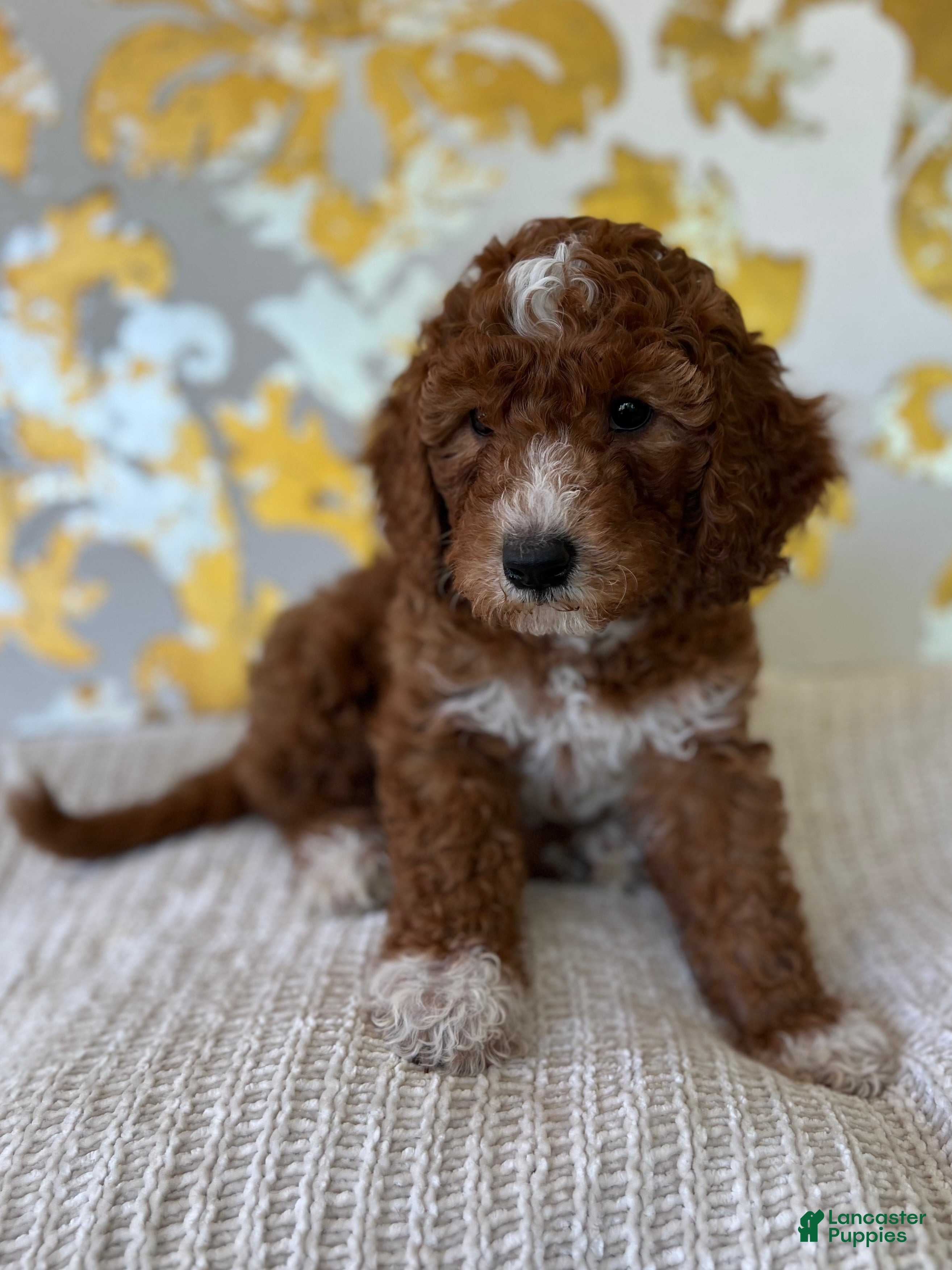 Mini Goldendoodle dogs Mini Goldendoodle Puppy 3 - Ad 2