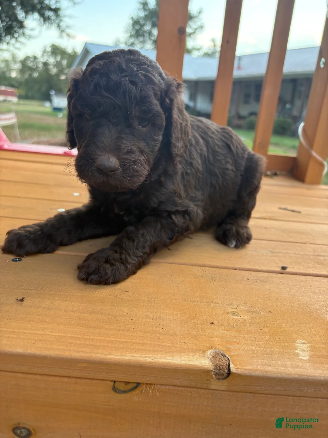 Standard Poodle dogs for sale: Standard Poodle(Knox) - Ad 1