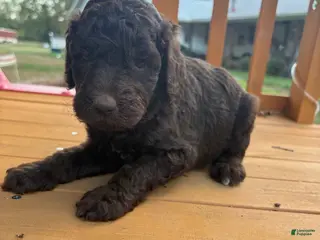 Standard Poodle dogs Standard Poodle(Knox) - Ad 29