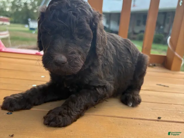 Standard Poodle dogs for sale: Standard Poodle(Knox) - Ad 30