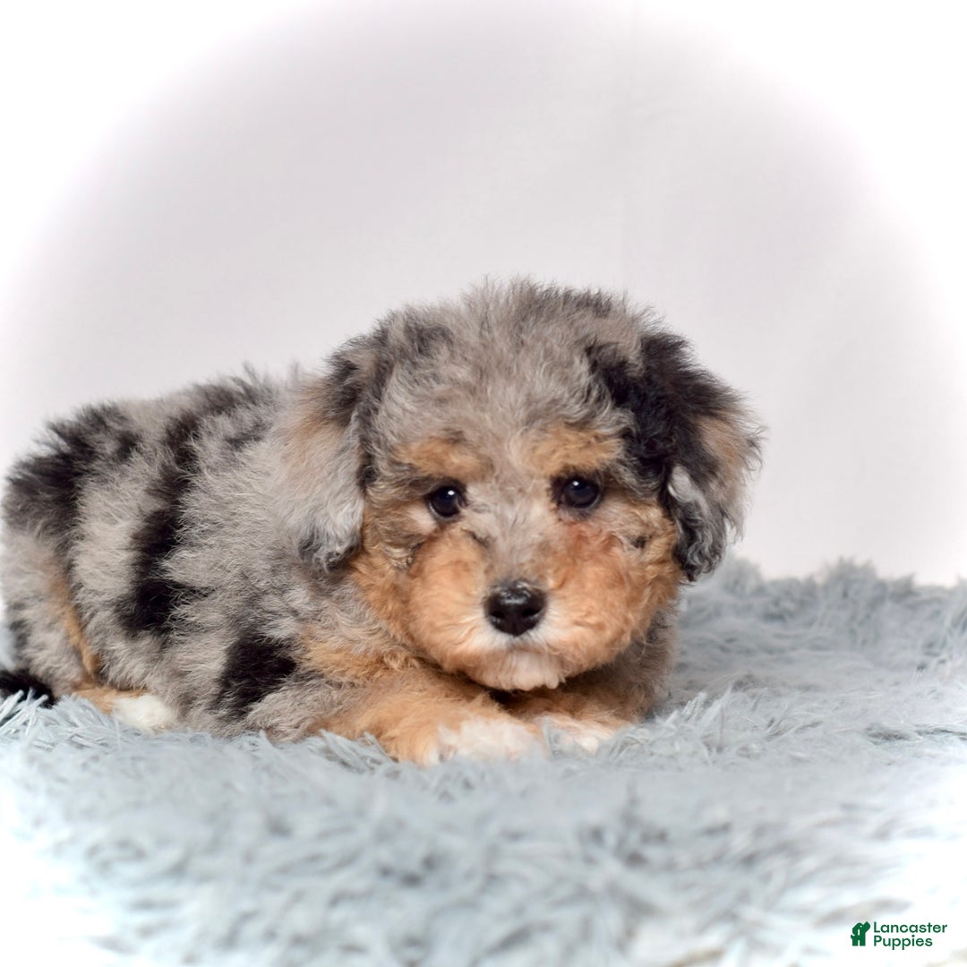Mini Goldendoodle dogs for sale: Ms. Usha - Ad 7