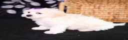 Teddy Bear dogs for sale: Catherine - Ad 5