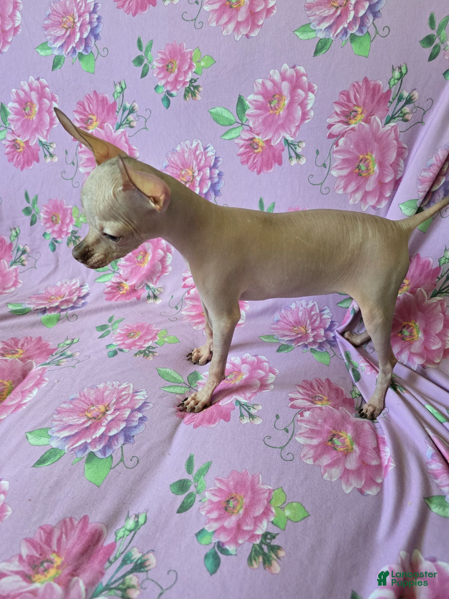 Chihuahua dogs Hairless Girl  - Ad 2