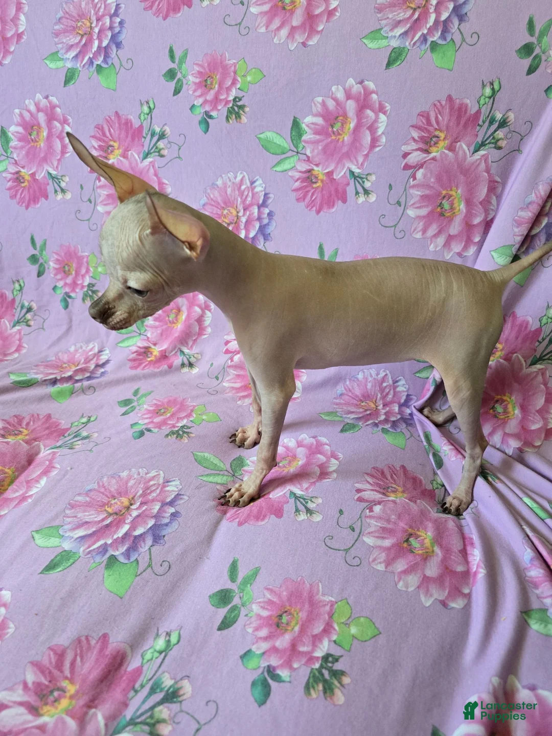 Chihuahua dogs for sale: Hairless Girl  - Ad 2